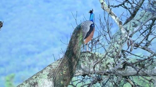 Peacock in Sri Lanka