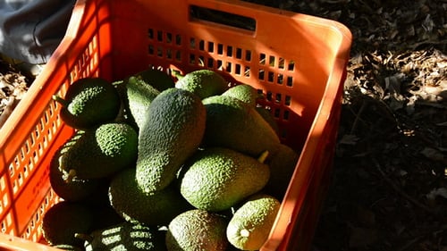 Freshly Harvested Avocados in Bright Orange Crate
