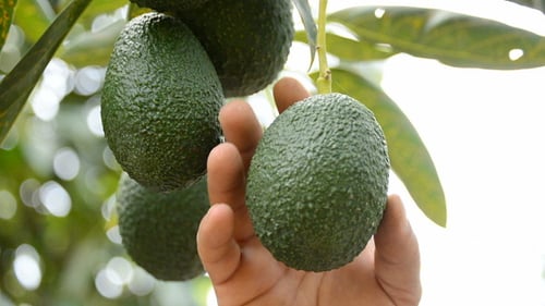 Fresh Avocados Hanging on Tree Being Inspected