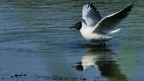 Goéland méditerranéen, Ichthyaetus melanocephalus, Camargue, France