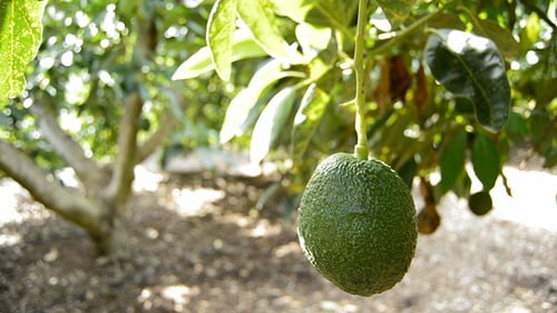 Lush Green Avocados Growing on Tree in Orchard