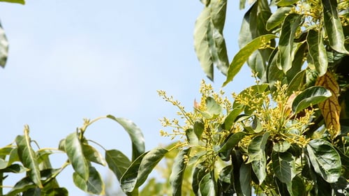 Avocado-Blattbaum