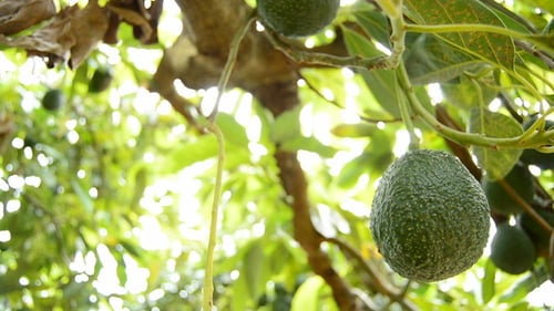 Avocados im Baum