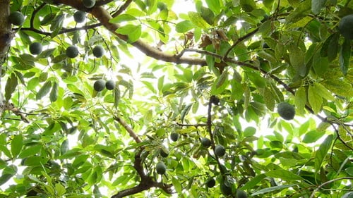 Avocados hängen am Baum