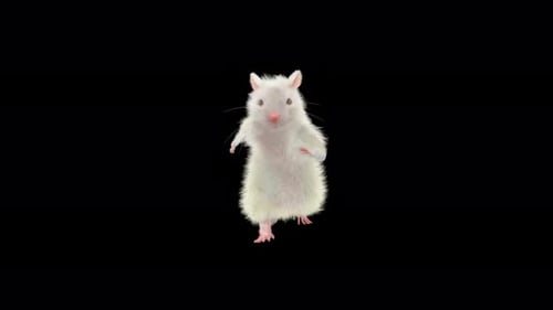White Rat Dancing Character Animation with Alpha Channel