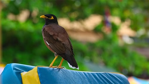 Common Myna