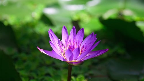 Purple Lotus Flower Blooming in Natural Pond Setting