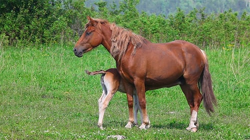 Família Horse