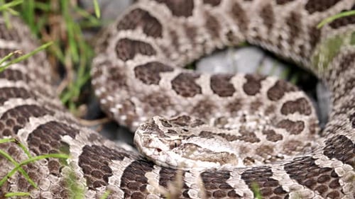 Close-up of Coiled Rattlesnake in the Grass