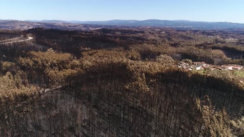 After Forest Fire