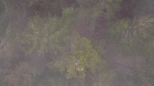 Misty Forest Mysterious Place areial view 4 K