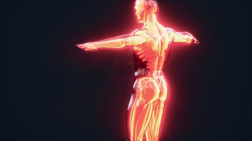 3D Human Muscular System Rotating Render with Glowing Anatomy
