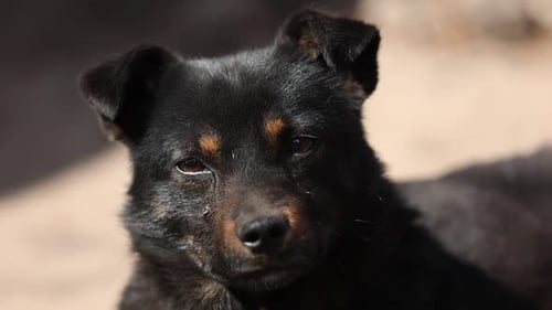 black mongrel dog chained to a chain in living conditions near her booth and food bowls looking