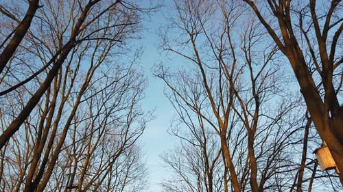 View of a Leafless Tree Against a Blue Sky. Bare Old Trees in the Fall.