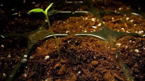 Small Green Sprouts Grow in Special Plastic Pots with Ground