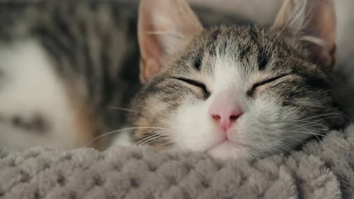 Sleeping Tabby Cat Cozy on Gray Blanket