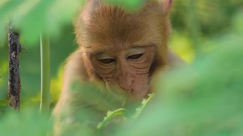 Rhesus Macaque Macaca Mulatta ist eine der bekanntesten Arten von Affen der Alten Welt