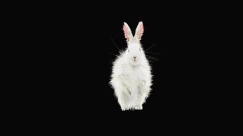 Animated Fluffy White Rabbit Standing and Hopping