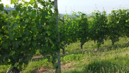 Vineyards Agriculture Cultivation
