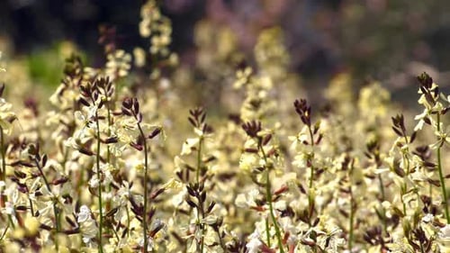 White Flowers Swaying in the Wind on Sunny Day