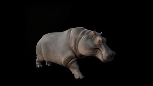 Hippo Walking With Alpha Channel