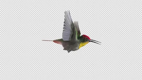 Colibri - Topaze rubis - Boucle volante - Vue latérale en gros plan - Canal Alpha