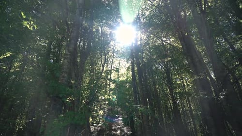 Depths of a Forest - Pine Forest