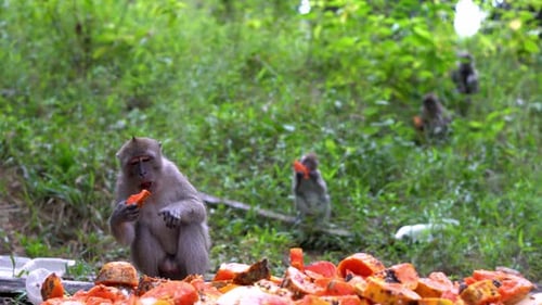Monkeys Eating Papaya in Tropical Forest