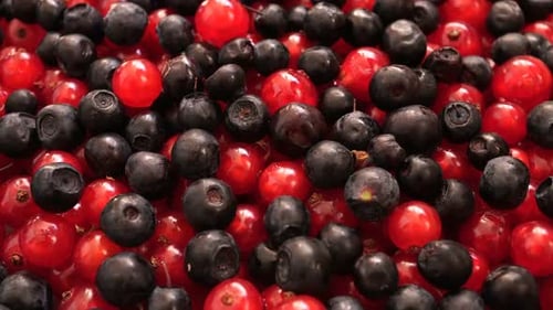 Rotating Berries: Blueberries and Red Currants