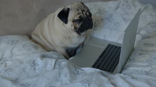 Pug Sitting by Laptop on Bed