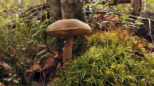 the Birch Mushroom Grows in the Forest