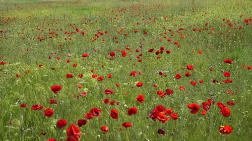 Mohnblume