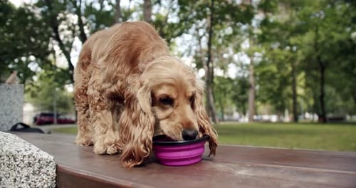 Thirsty Dog Drinks Clean Water in a Bowl After Playing Outdoors