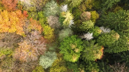 Aerial view of dense green pine forest with canopies of spruce trees and colorful lush foliage