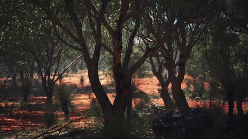 Lush Australian Forest with Red Earth and Green Trees