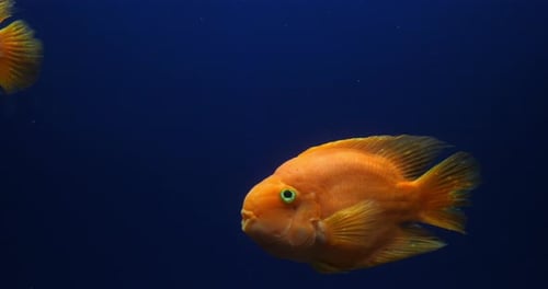 Midas Cichlid, amphilophus citrinellus, Fish swimming in a Freshwater Aquarium, Slow Motion 4K