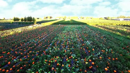 View of pumpkin field