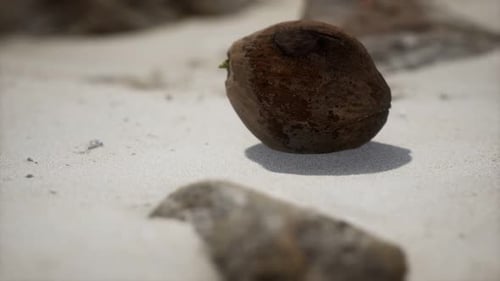 Brown Coconut on the Beach Sand