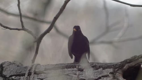 Mittelweite Zeitlupenaufnahme einer Amsel, die auf einem dicken Ast sitzt und vorwärts tritt