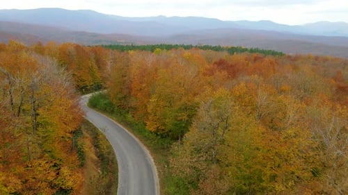 Aerial View of Autumn Forest Road