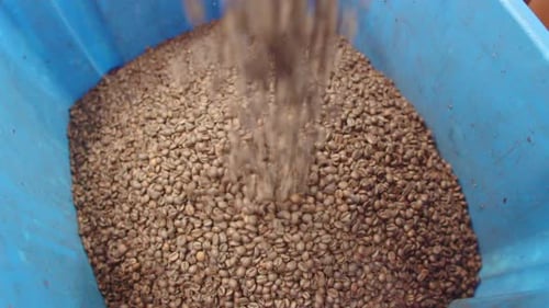 Coffee Beans Being Poured Into Blue Container