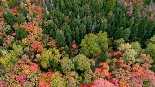 Im Herbst in Utah die Luft über Wald mit verschiedenen Farben schwenken