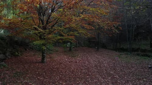 Herbst-Baum