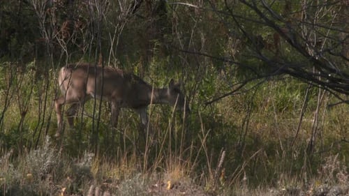 whitetail deer in the forest