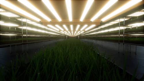 Futuristic Vertical Farm with Growing Plants and Bright Lights