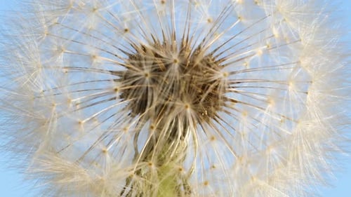 Plan macro d'un pissenlit en rotation