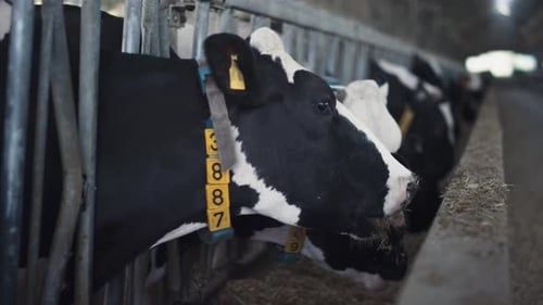 Chefs de vaches mâchant du foin du parc d'engraissement de l'étable
