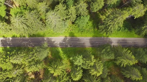 Top Down Aerial View Flying Over Forest Road with Car