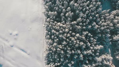 Top View on Winter Pine Forest and Snow Path on a Sunny Day