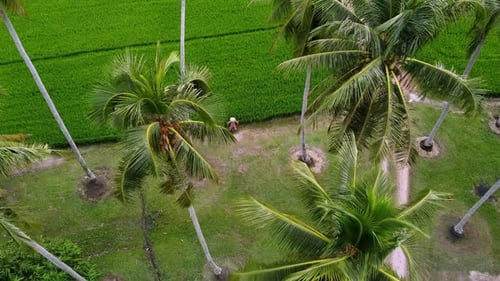 Aerial View of Rice Paddy Farmer Walking
